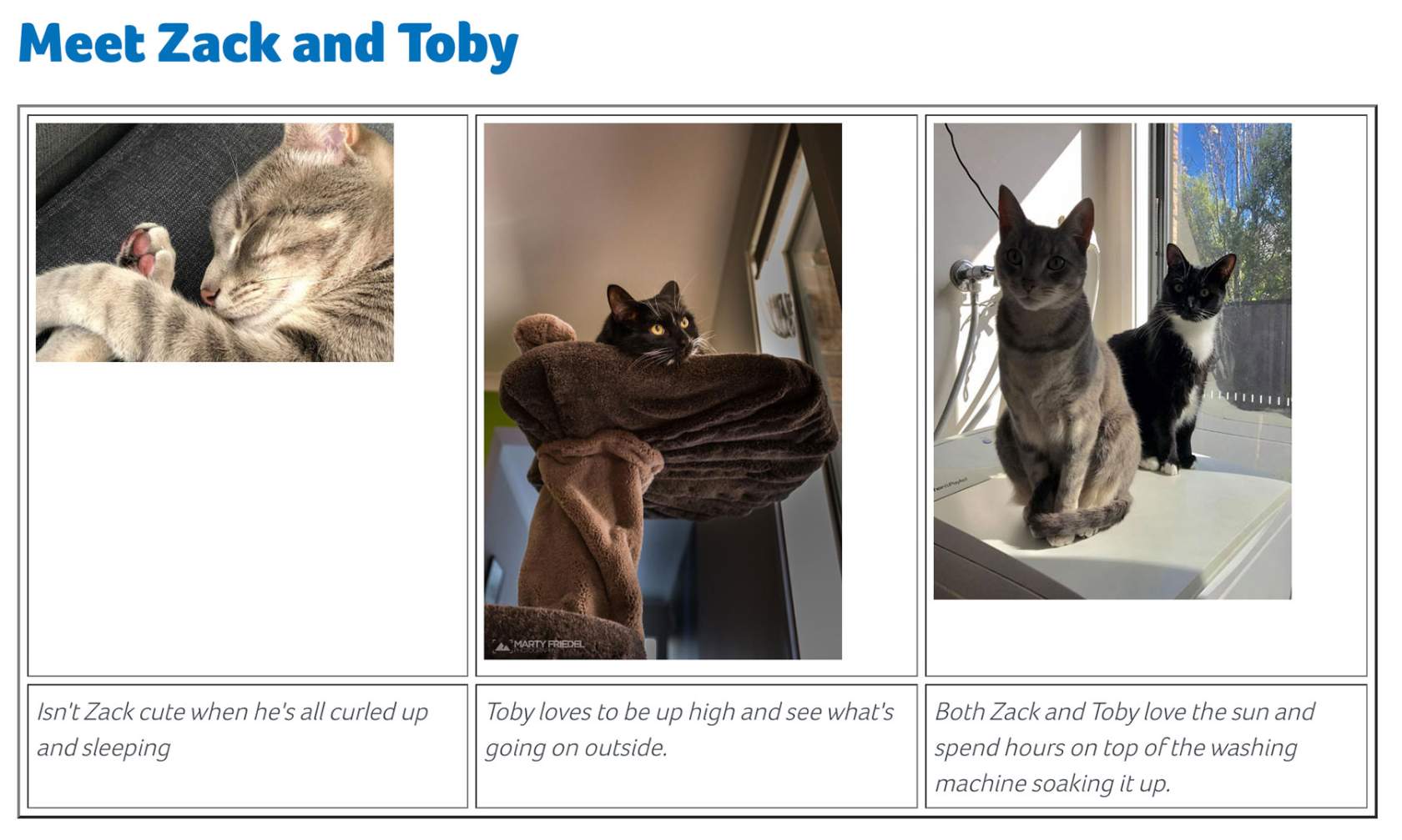 An example of a page layout with cat images in one row, and captions in another row
